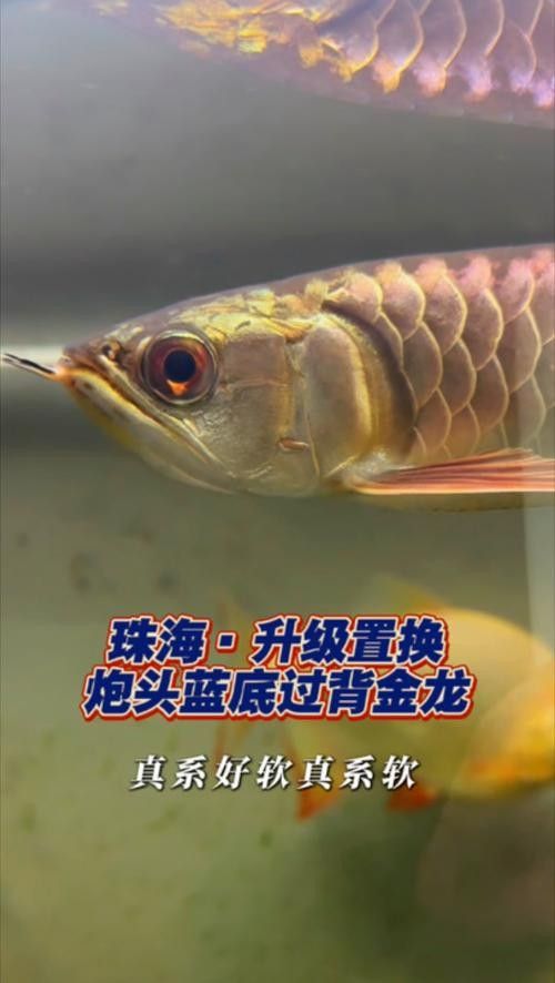 靛藍系列炮頭金龍有哪些特點：斗羅大陸十大龍系魂獸戰(zhàn)力排行靛藍系列炮頭金龍適合哪些水族箱