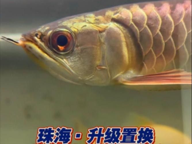 靛藍系列炮頭金龍有哪些特點：斗羅大陸十大龍系魂獸戰(zhàn)力排行靛藍系列炮頭金龍適合哪些水族箱