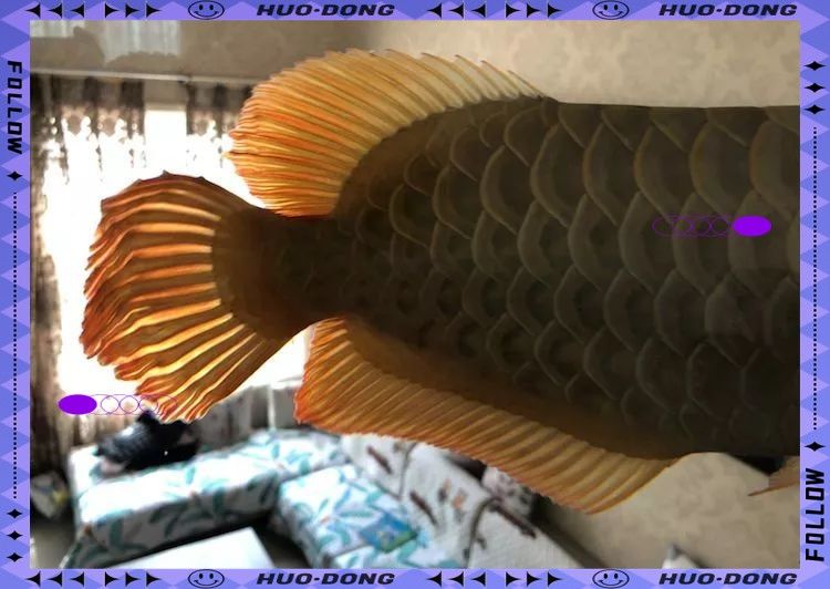 龍魚后三鰭撐開會自愈嗎：龍魚后三鰭撐開如何處理