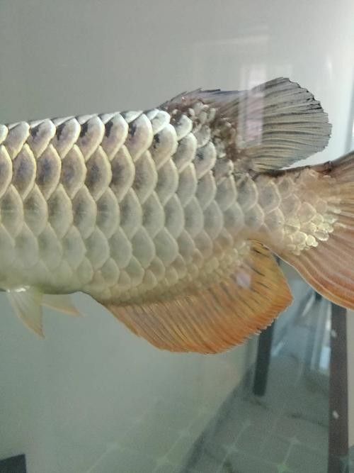 金龍魚珠鱗什么時候開始亮：金龍魚珠鱗亮起時間與品種、生長階段密切相關