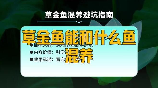 金魚和哪些魚可以混養：草金魚能和什么魚混養呼倫貝爾大草原的貓咪們 金魚和哪些魚可以混養：草金魚能和什么魚混養呼倫貝爾大草原的貓咪們 龍魚百科 第4張