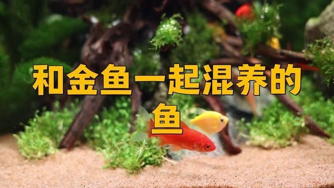 金魚和哪些魚可以混養：草金魚能和什么魚混養呼倫貝爾大草原的貓咪們 金魚和哪些魚可以混養：草金魚能和什么魚混養呼倫貝爾大草原的貓咪們 龍魚百科 第1張