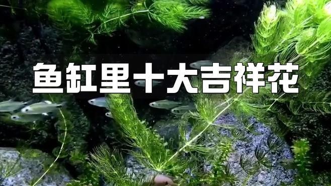 龍魚(yú)魟魚(yú)混養(yǎng)需要哪些裝飾物？：觀賞魚(yú)世界，[需手動(dòng)填充]魚(yú)混養(yǎng)的講究,你知道嗎