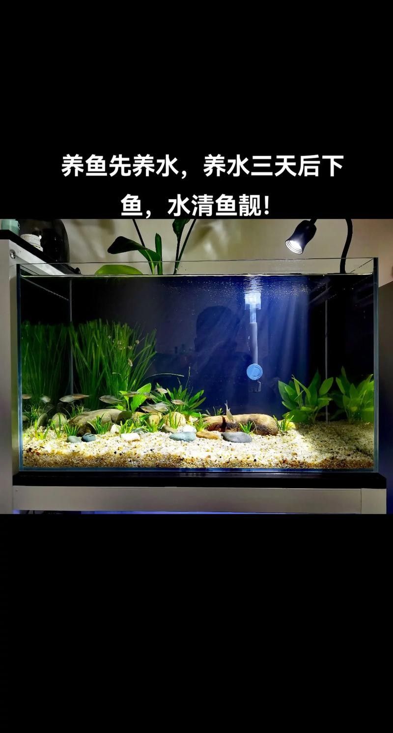 60公分魚缸適合養什么魚？：60公分（長×寬×高）的魚缸適合養什么魚