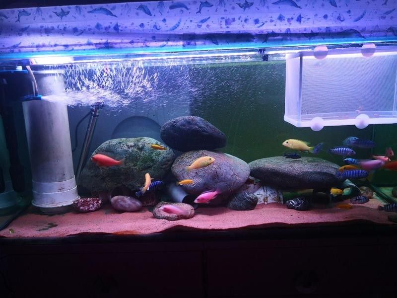 60公分魚缸適合養什么魚？：60公分（長×寬×高）的魚缸適合養什么魚