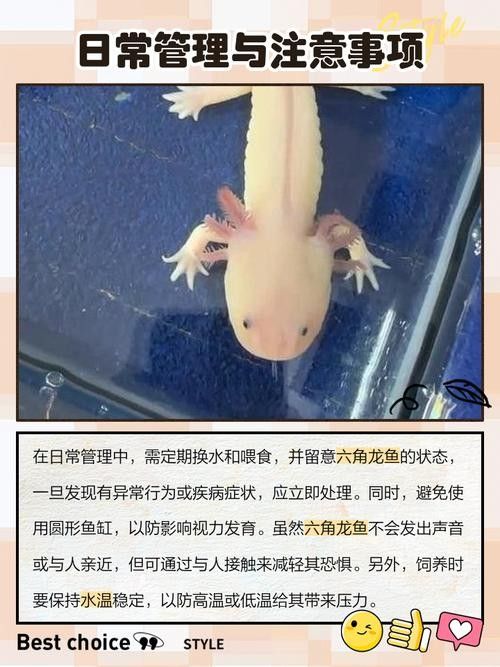 如何保持六角龍魚的水溫穩定：六角恐龍魚適合什么溫度