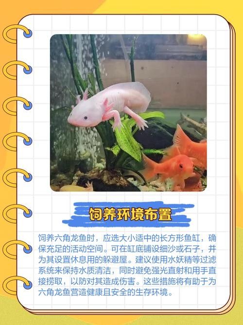 如何保持六角龍魚的水溫穩定：六角恐龍魚適合什么溫度