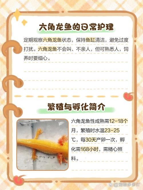 如何保持六角龍魚的水溫穩定：六角恐龍魚適合什么溫度