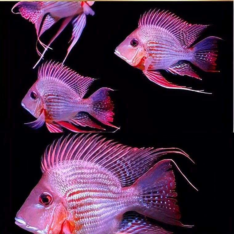 如何飼養(yǎng)元寶鳳凰魚：元寶鳳凰魚養(yǎng)殖全攻略