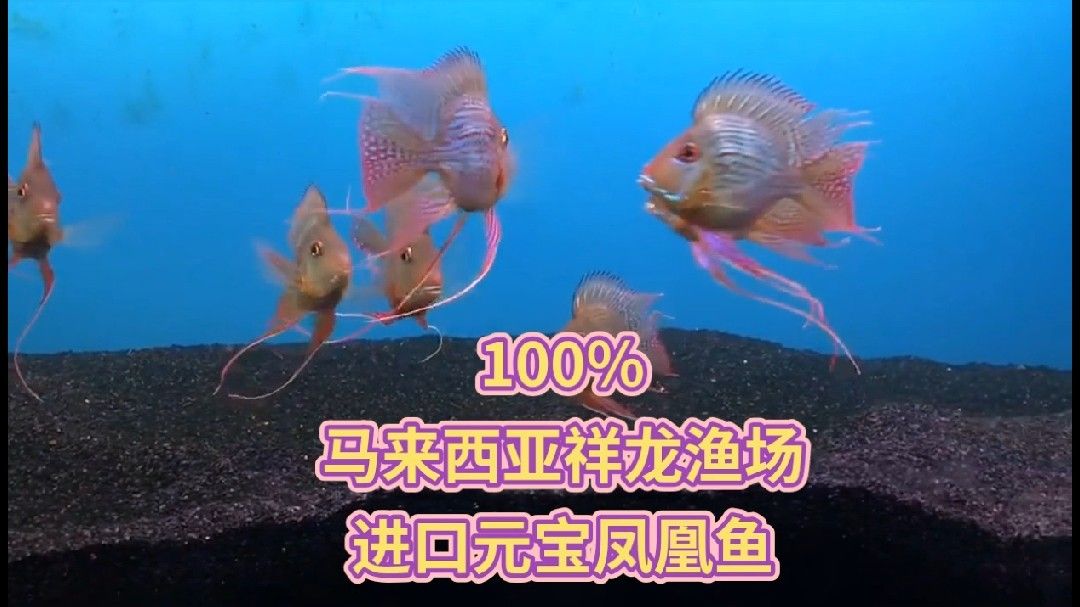如何飼養(yǎng)元寶鳳凰魚：元寶鳳凰魚養(yǎng)殖全攻略