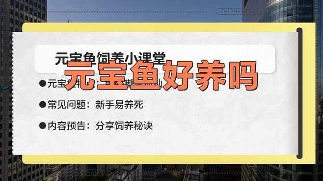 如何飼養(yǎng)元寶鳳凰魚：元寶鳳凰魚養(yǎng)殖全攻略
