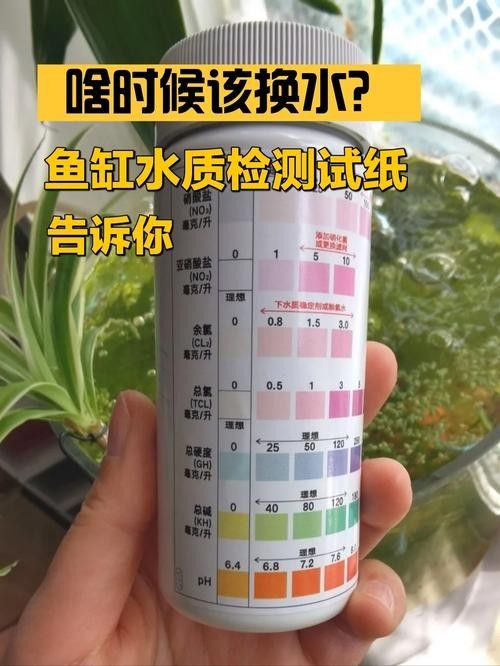 如何維持曼龍魚(yú)缸水質(zhì)穩(wěn)定：養(yǎng)苔失敗，曼龍意外去世，水質(zhì)波動(dòng)大揭秘