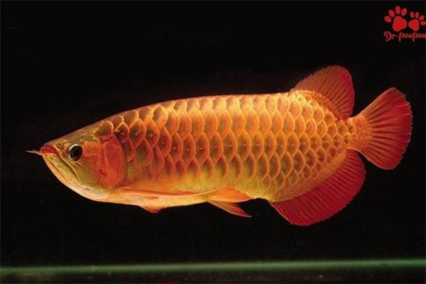 新疆哪個水族館龍魚好？祥龍魚場龍魚：新疆地區的水族館中，祥龍魚場是龍魚養殖的優質選擇之一