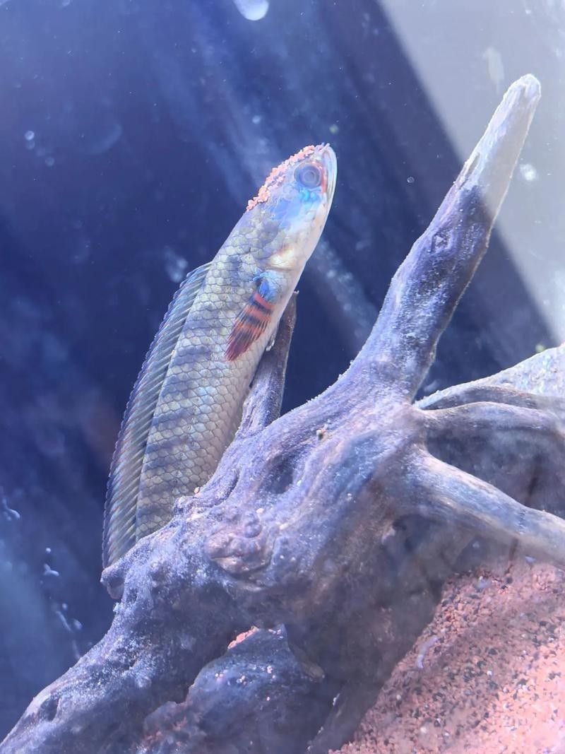如何在抖音上找到雷龍魚視頻：抖音上查找雷龍魚視頻