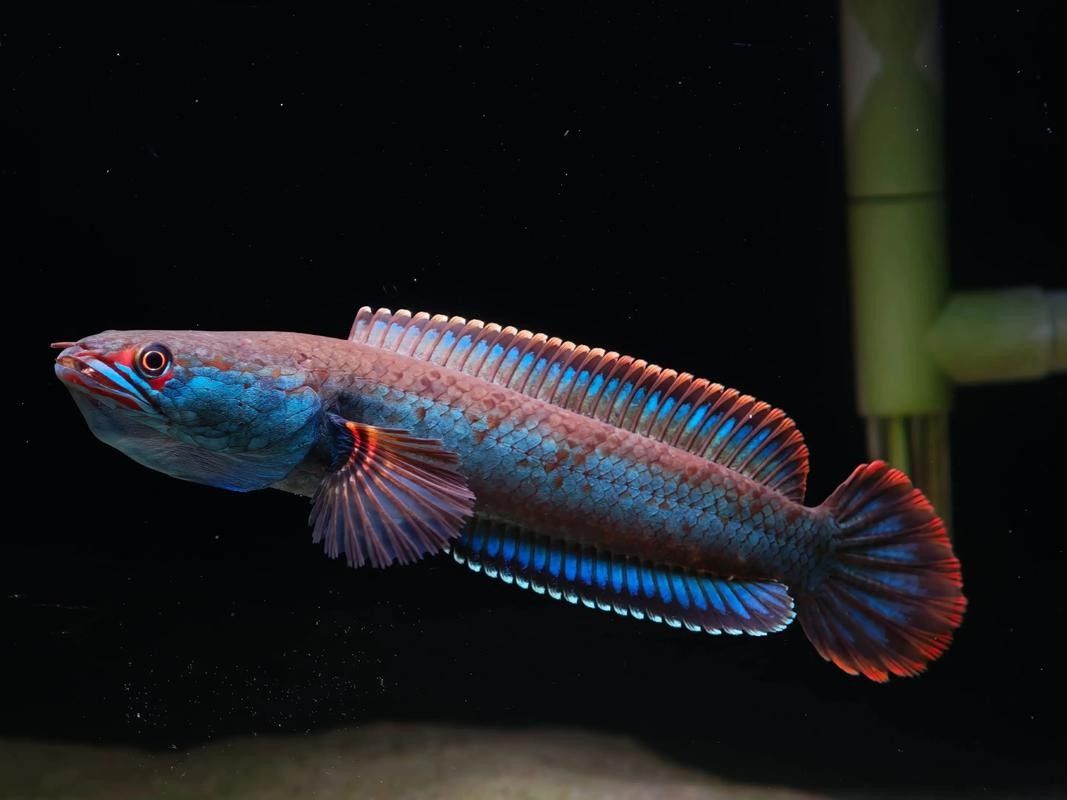 如何在抖音上找到雷龍魚視頻：抖音上查找雷龍魚視頻