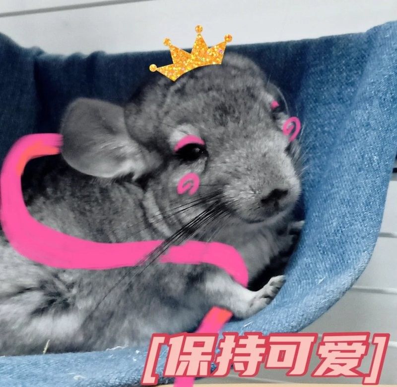 如何訓(xùn)練龍貓回到籠子里：如何訓(xùn)練龍貓回籠