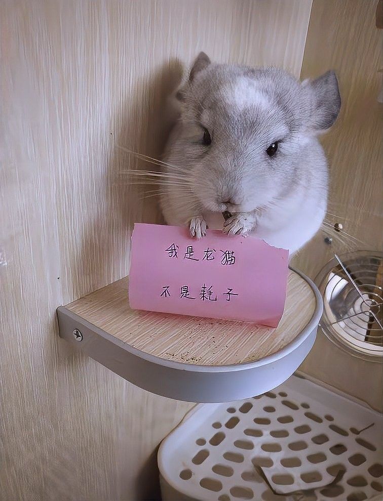 如何訓(xùn)練龍貓回到籠子里：如何訓(xùn)練龍貓回籠