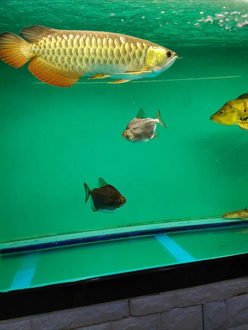 高背金龍魚有哪些品種：養(yǎng)魚小藝，金龍魚種類詳解與鑒別
