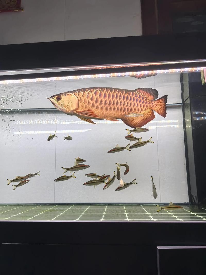 高背金龍魚有哪些品種：養(yǎng)魚小藝，金龍魚種類詳解與鑒別