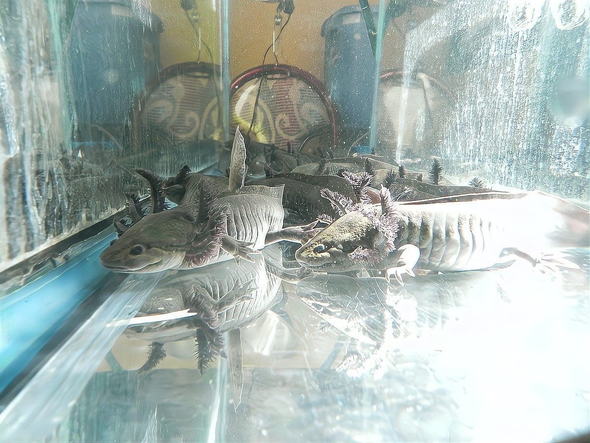 恐龍魚吃顆粒飼料會消化不良嗎：恐龍魚的飼養大揭秘，你真的會養這種史前生物嗎