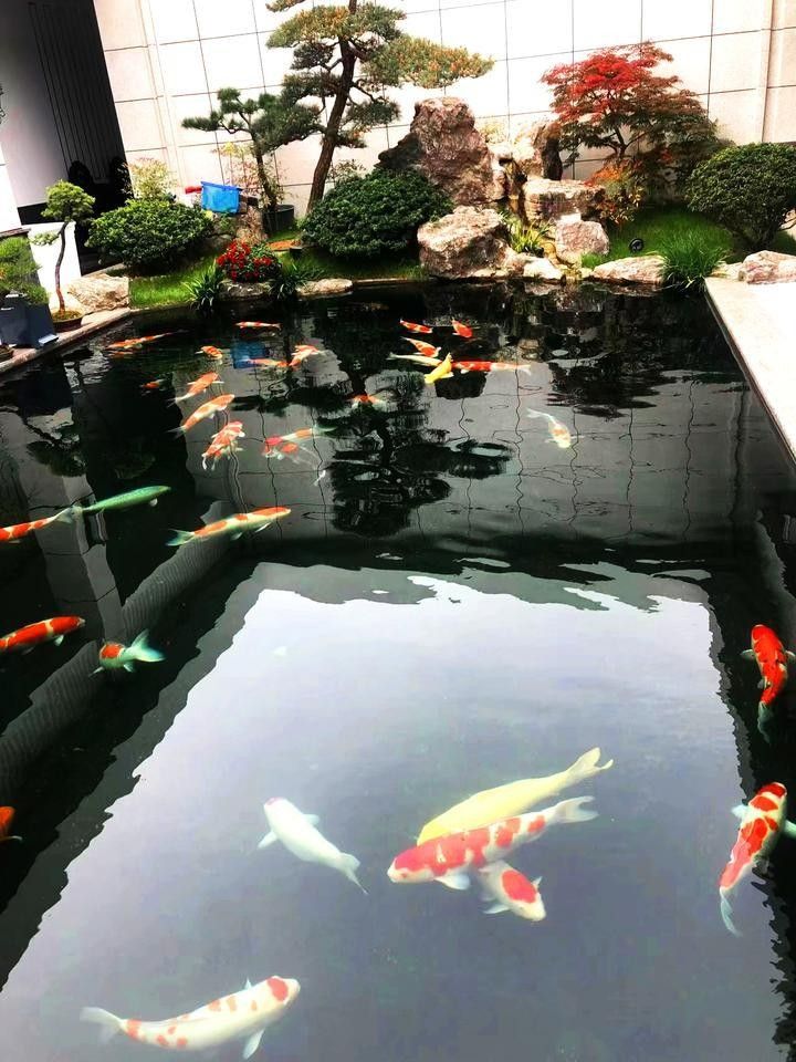 金頭過背金龍魚需要多大的過濾系統：金頭過背金龍魚作為高檔觀賞魚，對過濾系統的要求較高