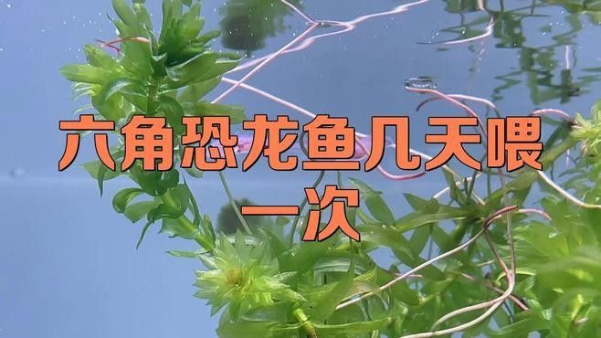 恐龍魚的最佳投喂頻率是多少：恐龍魚最佳投喂頻率需根據生長階段、水溫及個體差異進行調整