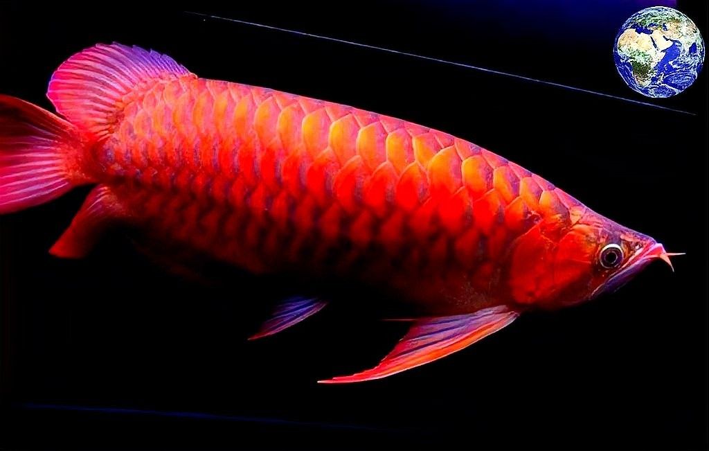如何判斷血紅龍魚是否性成熟：判斷血紅龍魚是否性成熟需綜合觀察生理特征、行為表現(xiàn)及年齡因素