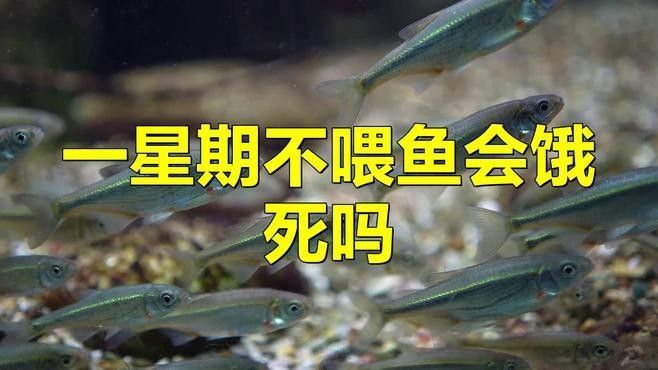 龍魚停食多久會餓死？：寵物答疑所，魚多久不喂會餓死嗎