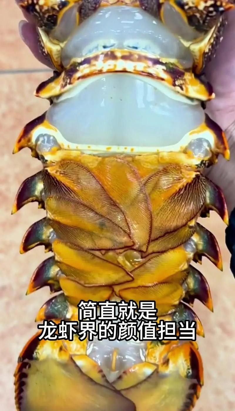 青龍魚的價格是多少？：青龍魚價格行情走勢