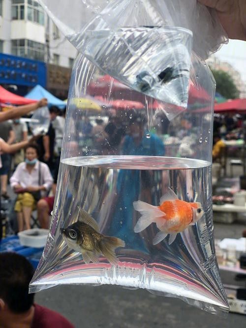 道外區(qū)哪家龍魚店口碑最好：哈爾濱道外區(qū)與龍魚相關(guān)的店鋪中，紅龍魚館的龍魚品種有哪些