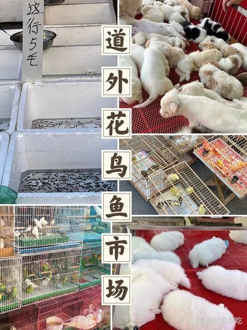 道外區(qū)哪家龍魚店口碑最好：哈爾濱道外區(qū)與龍魚相關(guān)的店鋪中，紅龍魚館的龍魚品種有哪些