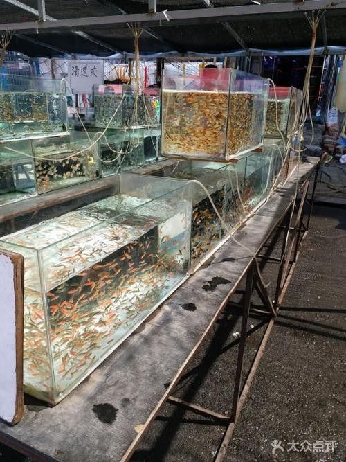 道外區(qū)哪家龍魚店口碑最好：哈爾濱道外區(qū)與龍魚相關(guān)的店鋪中，紅龍魚館的龍魚品種有哪些