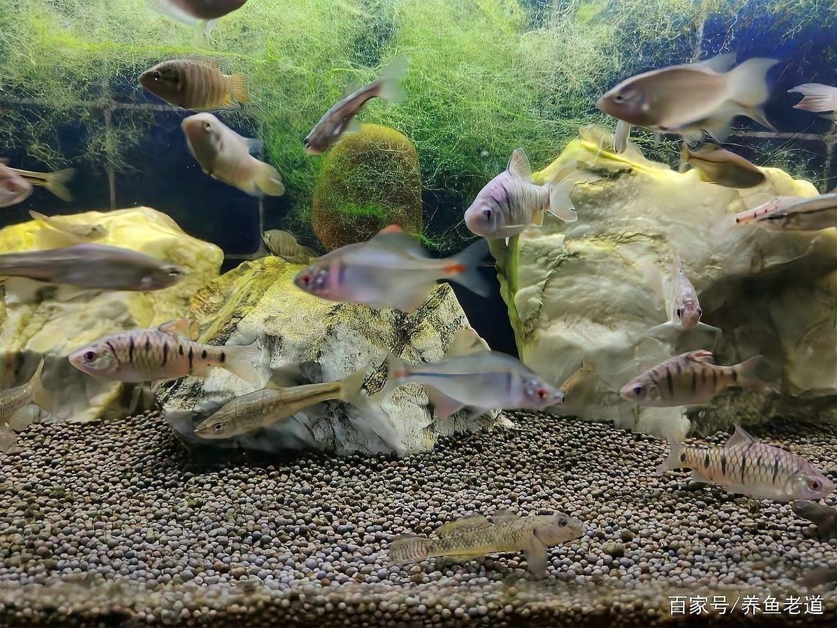 如何預防雷龍魚再次跳缸：小鵬說水族怎么防止雷龍魚跳缸易車網雷龍魚跳缸風險