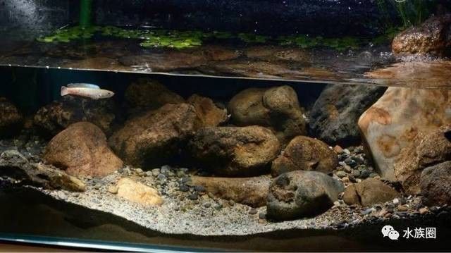 如何預防雷龍魚再次跳缸：小鵬說水族怎么防止雷龍魚跳缸易車網雷龍魚跳缸風險