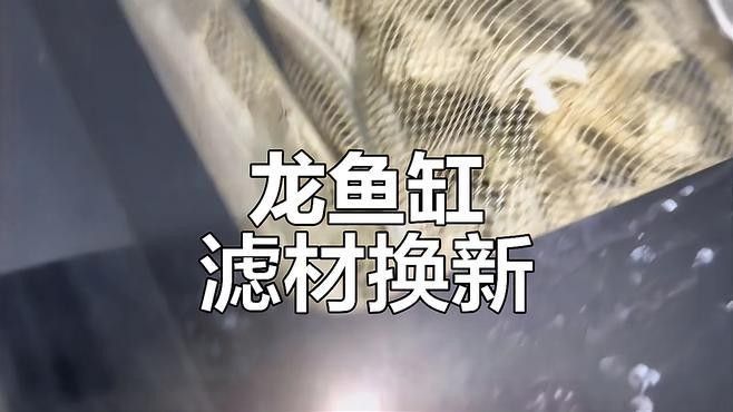 龍魚缸濾材多久換一次？：魚缸濾材的更換周期