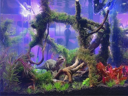 給我一些恐龍魚(yú)缸布景效果圖:幾種恐龍主題魚(yú)缸布景方案及效果圖參考:如需更多風(fēng)格參考 龍魚(yú)百科 第14張 給我一些恐龍魚(yú)缸布景效果圖:幾種恐龍主題魚(yú)缸布景方案及效果圖參考:如需更多風(fēng)格參考 給我一些恐龍魚(yú)缸布景效果圖:幾種恐龍主題魚(yú)缸布景方案及效果圖參考:如需更多風(fēng)格參考 龍魚(yú)百科 第14張