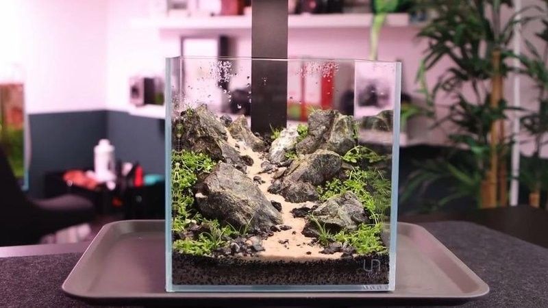 給我一些恐龍魚(yú)缸布景效果圖：幾種恐龍主題魚(yú)缸布景方案及效果圖參考：如需更多風(fēng)格參考 給我一些恐龍魚(yú)缸布景效果圖：幾種恐龍主題魚(yú)缸布景方案及效果圖參考：如需更多風(fēng)格參考 龍魚(yú)百科 第24張