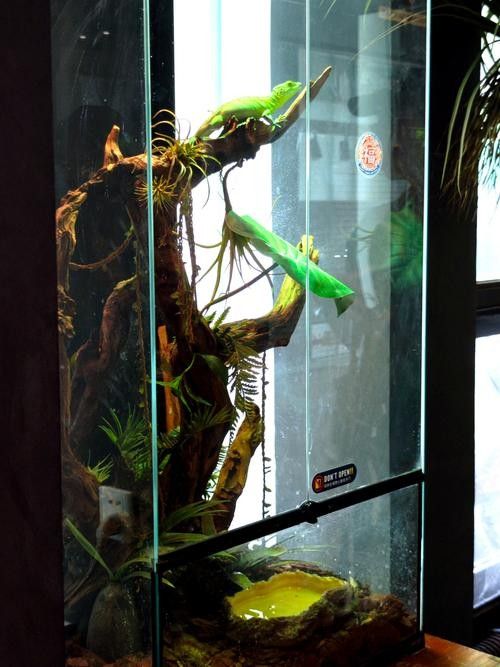 給我一些恐龍魚(yú)缸布景效果圖：幾種恐龍主題魚(yú)缸布景方案及效果圖參考：如需更多風(fēng)格參考 給我一些恐龍魚(yú)缸布景效果圖：幾種恐龍主題魚(yú)缸布景方案及效果圖參考：如需更多風(fēng)格參考 龍魚(yú)百科 第22張