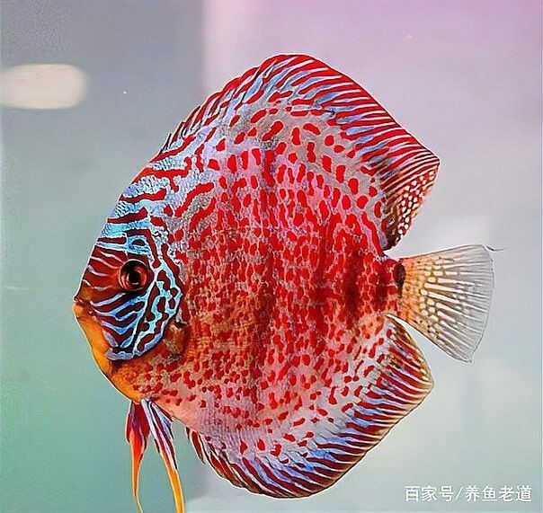金龍魚治療期間需要停食嗎？：治療期間的病魚，是否應(yīng)該喂食