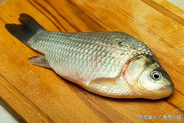 金龍魚治療期間需要停食嗎？：治療期間的病魚，是否應(yīng)該喂食