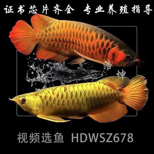 藍底金龍魚的價格是多少？：藍底金龍魚多少錢一條