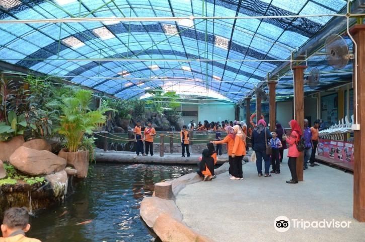 如何前往峇株巴轄的龍魚繁殖場：峇株巴轄龍魚繁殖場
