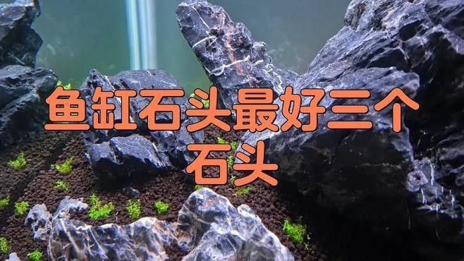 自制龍魚缸需要哪些材料？：小雷龍造景缸制作全攻略