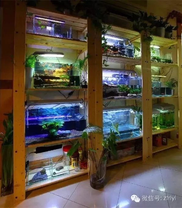 龍魚缸背后可以靠墻嗎：大型魚缸背后靠墻擺放在沙發背后靠墻擺放的原則是多少