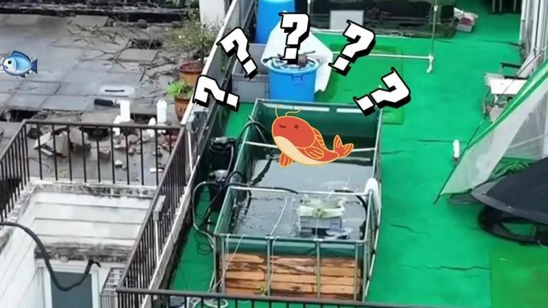 龍魚缸背后可以靠墻嗎：大型魚缸背后靠墻擺放在沙發背后靠墻擺放的原則是多少