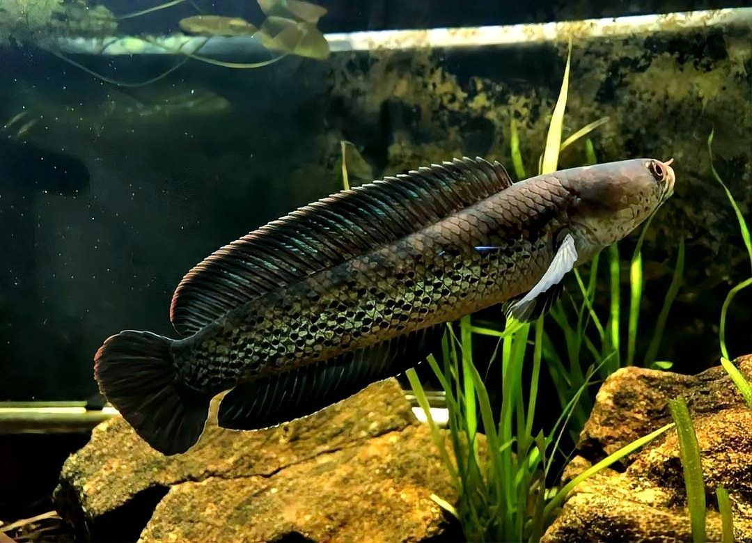 巴卡雷龍魚有哪些品種：巴卡雷龍魚（學名：channabarca）