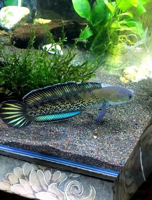 市中星龍水族館（濟(jì)南市中區(qū)二環(huán)西路10266號西環(huán)花鳥魚蟲大世界水族1號廳）
