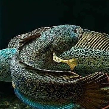 巴卡雷龍魚有哪些品種：巴卡雷龍魚（學名：channabarca）