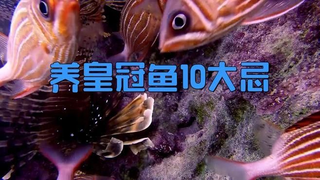 紅尾皇冠和龍魚混養(yǎng)需要注意什么？：紅尾皇冠魚與龍魚混養(yǎng)需注意以下關鍵點