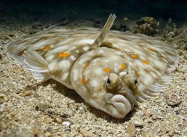 如何辨別真假龍利魚？：龍利魚、巴沙魚、巴沙魚鑒別小妙招→上觀新聞